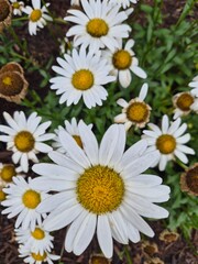 Pretty blooming daisies  © Esti