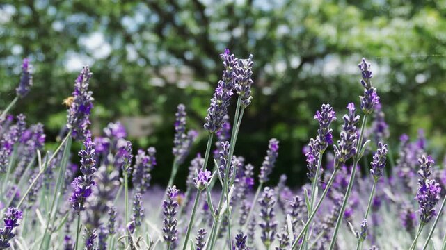 風に吹かれる紫のサルビアの花