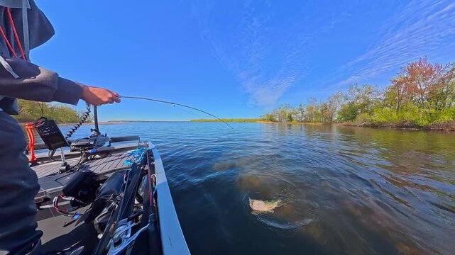 Sport fisherman angler with big fresh catch bass fish. Bass fishing tournament in the Lake Couchiching. Happy Fisherman catches large fish and shows it during prime time sun set.