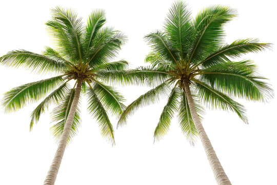 Two tropical palm trees, upward perspective, isolated