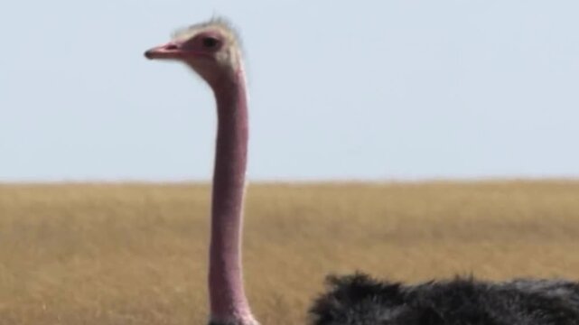 Ostrich Long Neck Profile in African Savanna