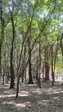Walking through the streets, looking at the trees.Caminar por las calles, mirando los &aacute;rboles.(5)