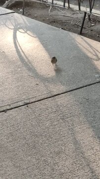 Little sparrows walking along the city avenue, in the morning. Peque&ntilde;os gorriones caminando por la avenida de la ciudad, por la ma&ntilde;ana.(11)