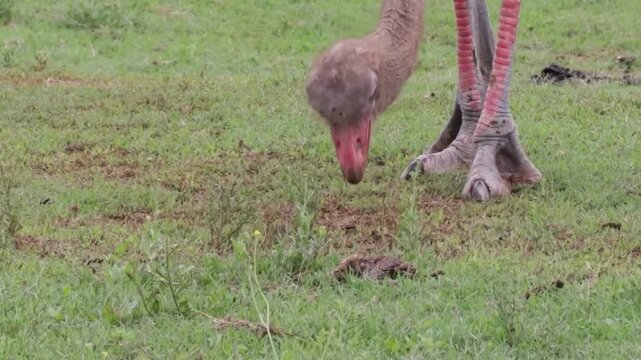 Ostrich Pecking Grass Close Up on Green Field