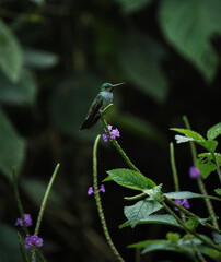 Naklejka premium Vibrant Hummingbird Perched on Purple Porterweed Flower with Dark Foliage Background
