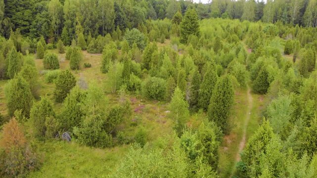 Aerial view of a vibrant green landscape filled with juniper bushes and trees, capturing the natural beauty of the Lithuanian countryside on a summer day.