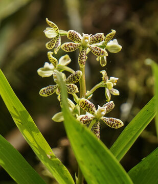 Spotted Prosthechea Orchid Blooming Amidst Green Leaves in Panama Cloud Forest
