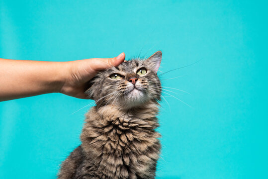 Hand Petting a Fluffy Tabby Cat Against Turquoise Background