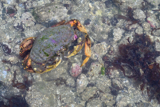 Purple Dungeness Crab in the intertidal zone at low tide, delicious seafood and source of protein, Pacific Norwest coastline

