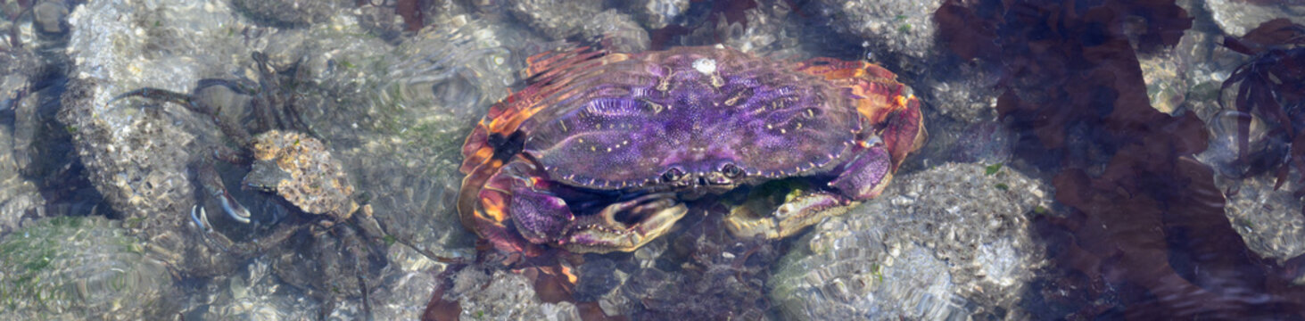 Purple Dungeness Crab in the intertidal zone at low tide, delicious seafood and source of protein, Pacific Norwest coastline

