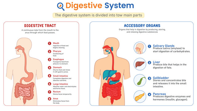Human Digestive System Anatomy Educational Medical Infographic Digestive Tract Mouth Stomach Intestines Liver Pancreas Gallbladder Flat Cartoon Illustration