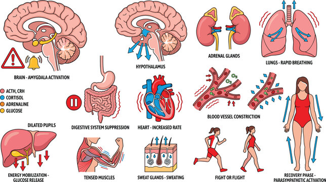 Fight or flight response infographic set with physiological reactions to stress hormones brain activation and recovery phase