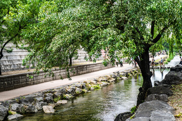 Fototapeta premium People walking along a tree-lined urban stream pathway shaded by weeping willow trees in Korea