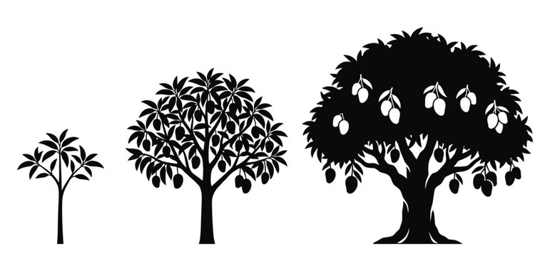 Mango tree vector icon set isolated on transparent background growth stages of fruit tree.
