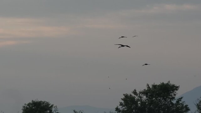 The video shows a flock of long-beaked birds flying in the sky and perching on trees in the morning.
