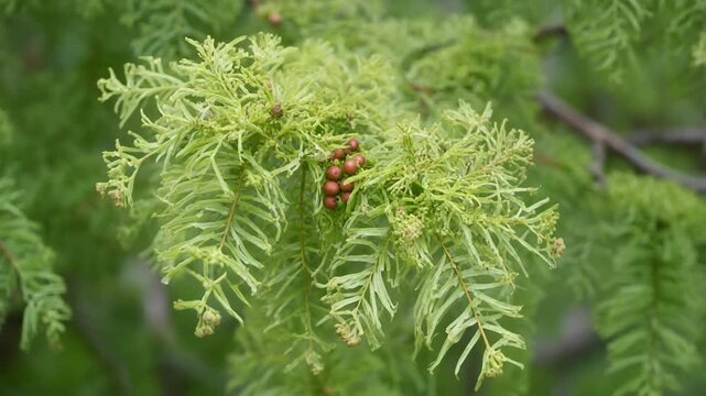 Green conifer branch with small brown seed cones close up