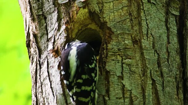 Female hairy woodpecker feeding white grub to chick