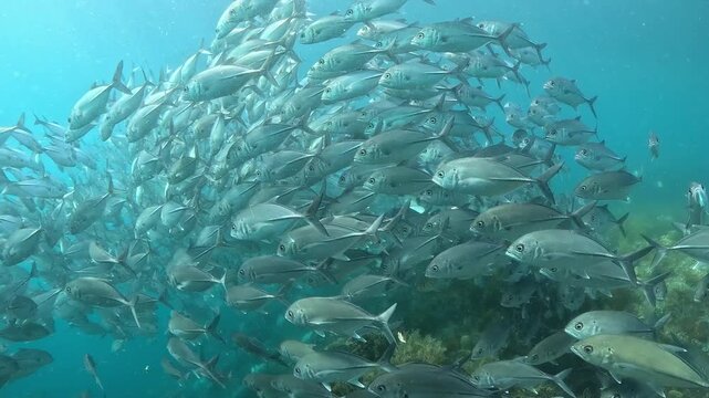 School of Bigeye Trevally (Caranx sexfasciatus), 4K UHD footage, Tulamben Bali Indonesia. Natural synchronized behavior in reef ecosystem, marine biodiversity, open water copy space