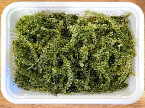 新鮮な海ぶどう 沖縄 クビレズタ グリーンキャビア 接写
