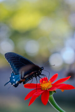  Swallowtail Butterfly on Red Mexican Sunflower with Soft Background