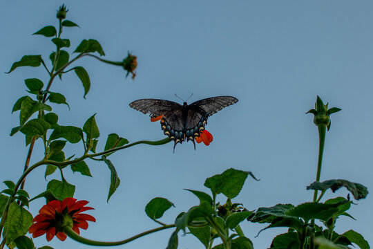 Black Swallowtail Butterfly in Flight Landing on Mexican Sunflower Against Blue Sky