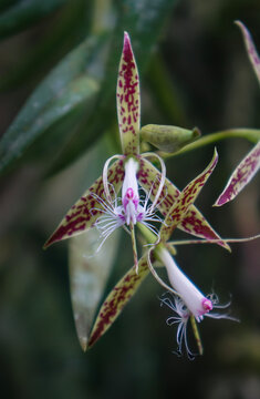 Macro Detail of Rare Epidendrum Criniferum Fringed Orchid Blooming in Panama