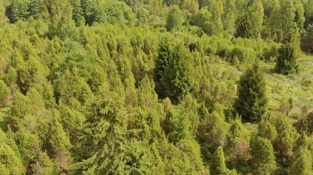 Drone footage captures a vibrant, dense forest canopy filled with various shades of green, primarily coniferous trees, under bright daylight. The scene showcases the natural beauty and wilderness of t