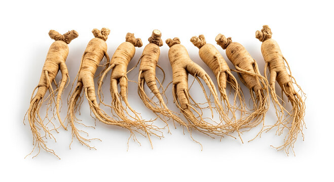 Row of eight dried, high-quality whole ginseng roots with detailedSerabut rootlets, isolated on a white background