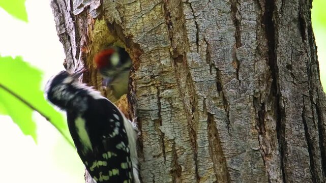 Female hairy woodpecker feeding white grub to male chick
