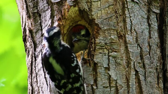 Female hairy woodpecker feeding white grub to male chick