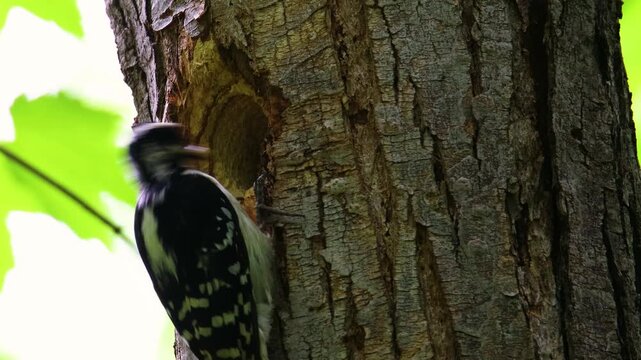 Female hairy woodpecker feeding white grub to male chick