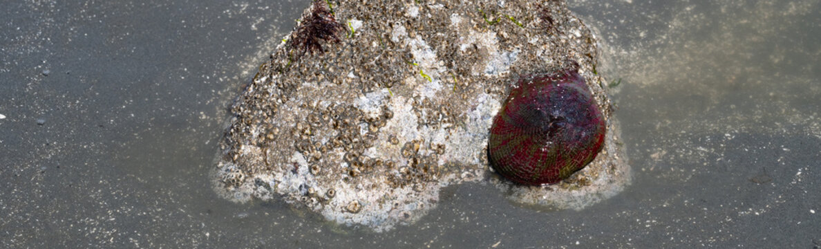 Christmas Anemone, sea anemone, on a barnacled covered rock at low tide, pacific northwest coastal beach, as a nature background

