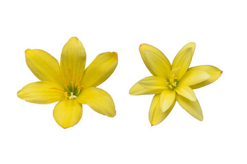 Fototapeta premium Yellow flower head isolated