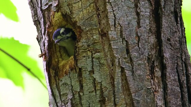 Female hairy woodpecker chick chirping at cavity nest hole