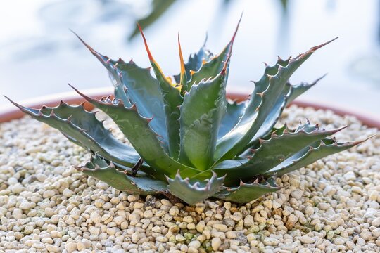 A young Agave Montana, in a terracotta pot, photographed against the late afternoon light.