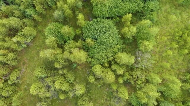 A high angle, drone's eye view captures the lush, dense canopy of a forest in the Baltic region of Lithuania. The vibrant green foliage creates a natural texture and pattern, ideal for projects relate
