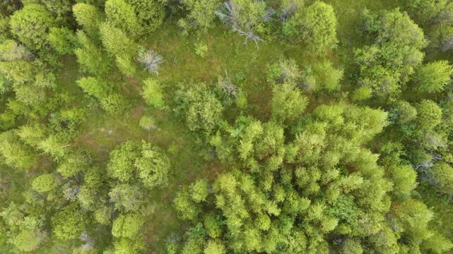 high angle, top down drone shot captures the dense, vibrant canopy of a healthy forest in Lithuania during the peak of summer.