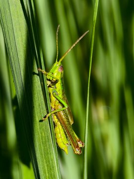 Grasshopper beautifully colored insect in the grass in the morning light