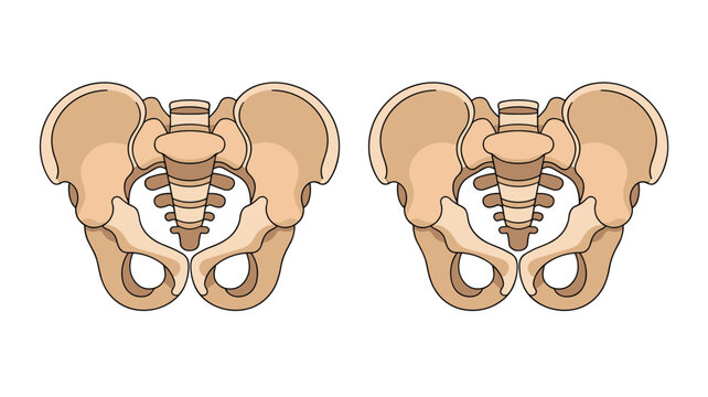 Detailed anatomical medical illustration of two human pelvic bones side by side on a clean white background.