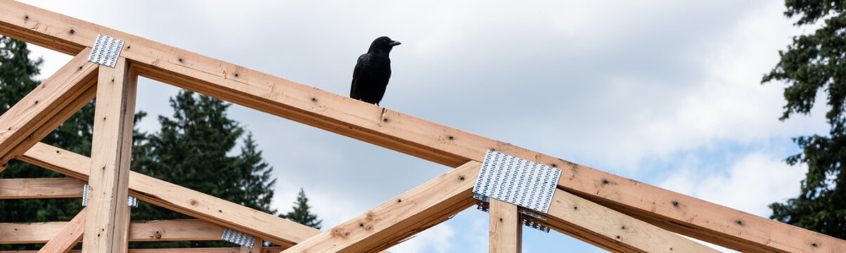 Crow perched on new home construction roof trusses, rafters, inspecting the work, housing under development  

