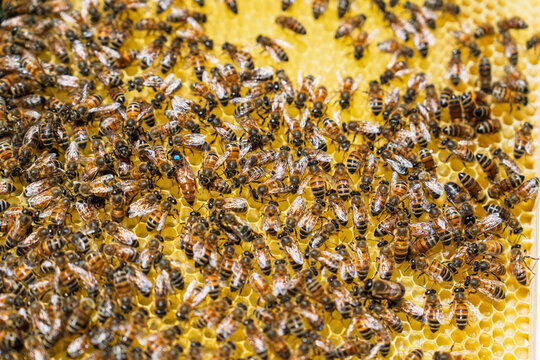 A close up view of a busy honey bee colony on a yellow wax honeycomb frame inside an apiary. A marked queen bee is visible among the workers in this natural beekeeping scene.