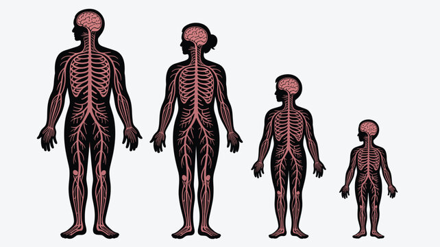 Comparative illustration of the human nervous system across four stages of growth from adulthood down to childhood for biological education study.