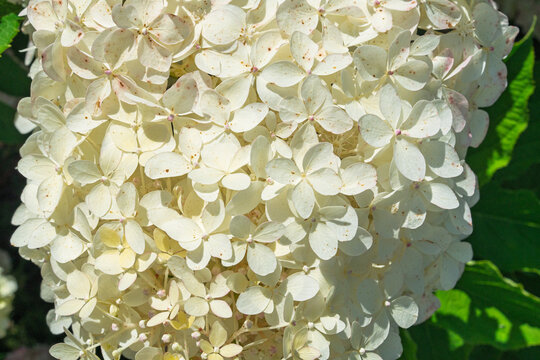 Close up view of a beautiful white Hydrangea paniculata flower cluster blooming in a sunny garden during the summer season. This elegant floral display captures natural beauty.