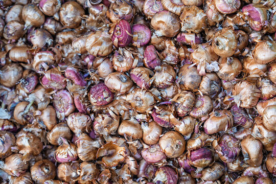 A top view of a large pile of fresh tulip bulbs ready for planting in the Netherlands. These healthy flower bulbs are prepared for the spring gardening season in the country.