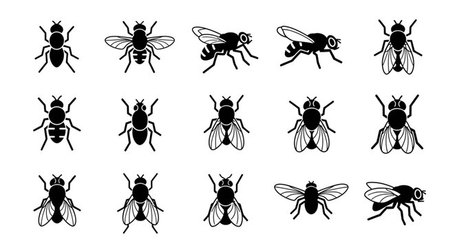 Insects  Flies and  Are Shown in an Indoor Environment From Different Viewpoints