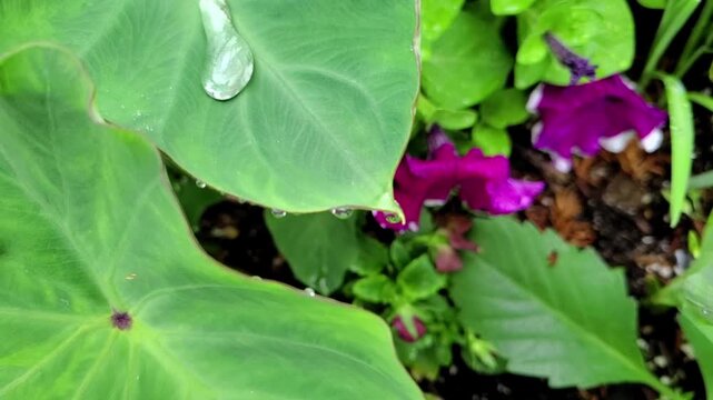 The beauty of nature after a downpour. The video's main focus is on raindrops gathering into large water droplets on the surface of a wide, green taro leaf.