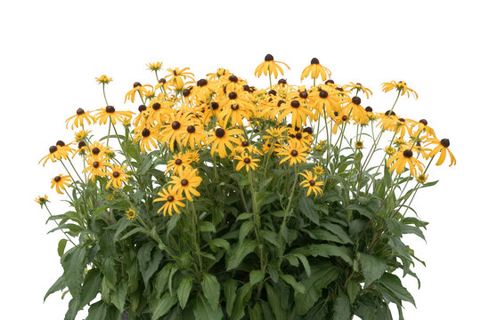 A cluster of yellow black-eyed susan flowers with dark brown centers and green leaves isolated on a black background, for nature
