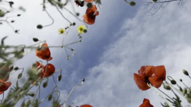 Red field poppies swaying against a bright blue sky, seen from below looking up. Sunlit, dreamy early-summer wildflower meadow scene from a low worm's-eye perspective