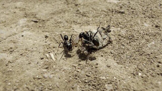 Black ants working together to drag a dead insect across dry sunlit ground. Macro close-up of ant teamwork, foraging and scavenging behaviour in nature