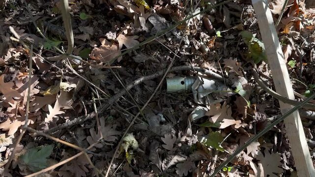Unexploded cluster submunition in forest leaf litter, marked by red-and-white hazard stakes during humanitarian demining. Lethal explosive remnant of war